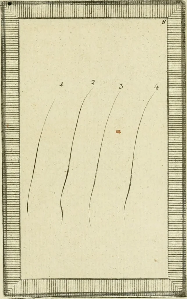 An illustration from Essai sur la physiognomonie : destiné a faire connoître l'homme & à le faire aimer, 1781, leaf 338