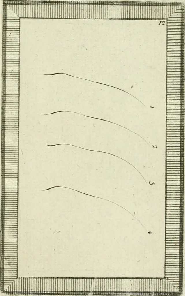 An illustration from Essai sur la physiognomonie : destiné a faire connoître l'homme & à le faire aimer, 1781, leaf 342