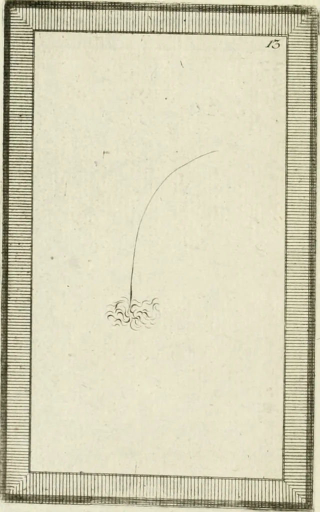 An illustration from Essai sur la physiognomonie : destiné a faire connoître l'homme & à le faire aimer, 1781, leaf 343