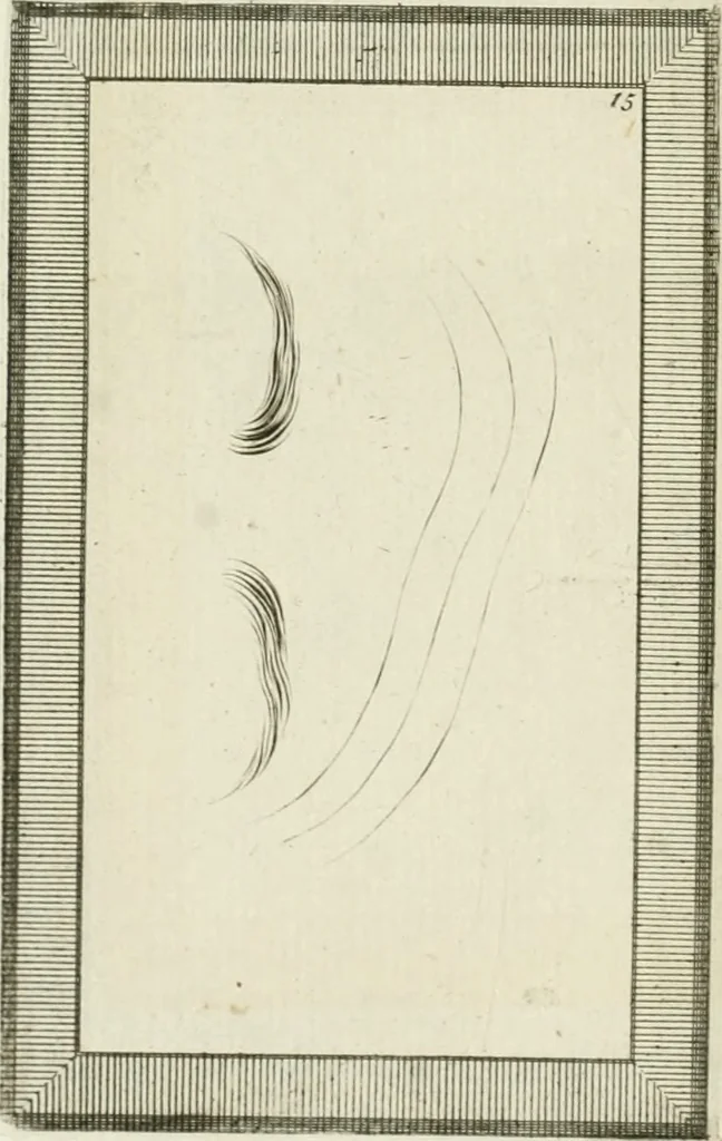 An illustration from Essai sur la physiognomonie : destiné a faire connoître l'homme & à le faire aimer, 1781, leaf 345