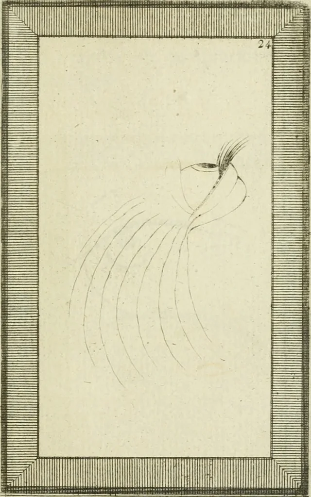 An illustration from Essai sur la physiognomonie : destiné a faire connoître l'homme & à le faire aimer, 1781, leaf 352