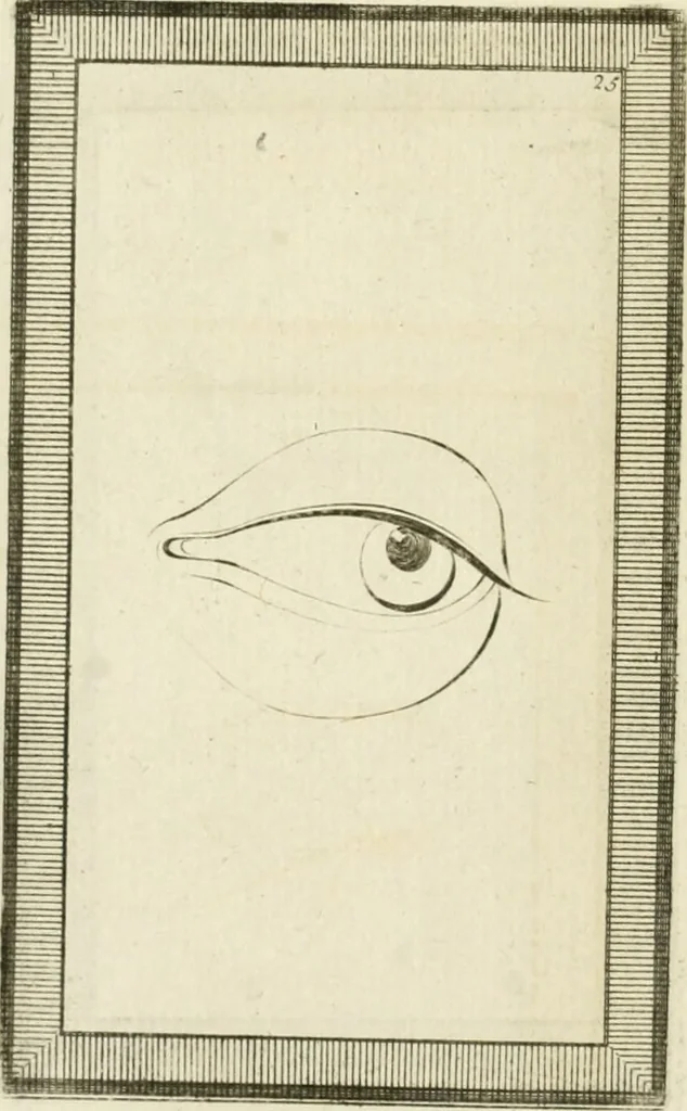 An illustration from Essai sur la physiognomonie : destiné a faire connoître l'homme & à le faire aimer, 1781, leaf 353