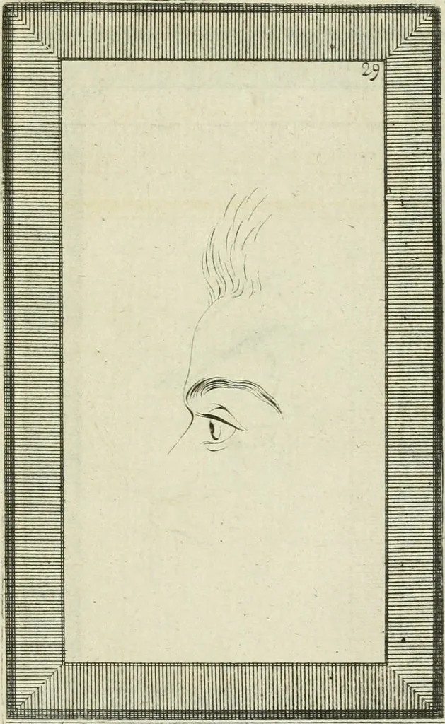 An illustration from Essai sur la physiognomonie : destiné a faire connoître l'homme & à le faire aimer, 1781, leaf 356