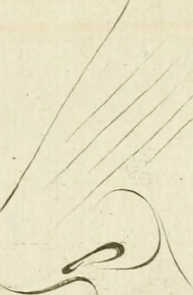 An illustration from Essai sur la physiognomonie : destiné a faire connoître l'homme & à le faire aimer, 1781, leaf 367