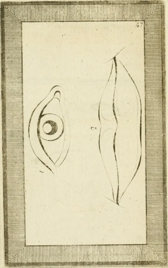 An illustration from Essai sur la physiognomonie : destiné a faire connoître l'homme & à le faire aimer, 1781, leaf 373