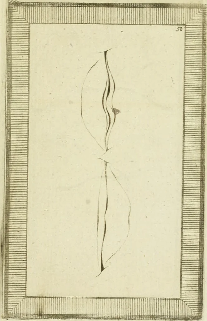 An illustration from Essai sur la physiognomonie : destiné a faire connoître l'homme & à le faire aimer, 1781, leaf 376