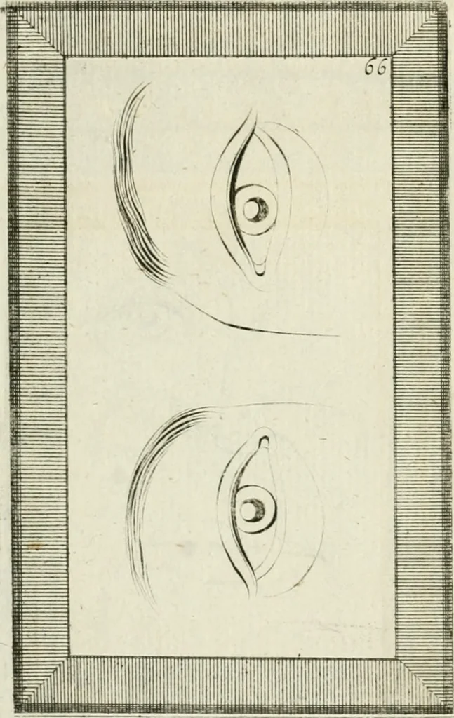 An illustration from Essai sur la physiognomonie : destiné a faire connoître l'homme & à le faire aimer, 1781, leaf 391