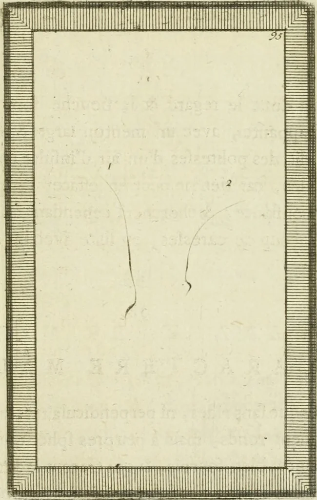 An illustration from Essai sur la physiognomonie : destiné a faire connoître l'homme & à le faire aimer, 1781, leaf 410