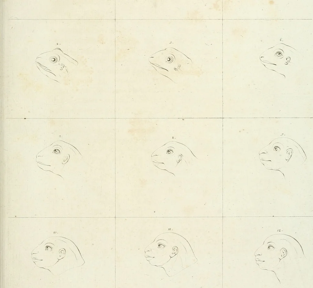 An illustration from Essai sur la physiognomonie : destiné a faire connoître l'homme & à le faire aimer, 1781, leaf 422