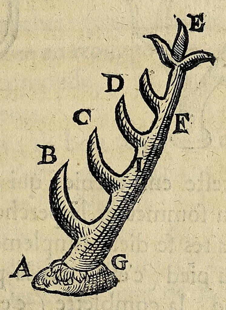 An illustration from Essay des merueilles de nature, et des plus nobles artifices : piece tres-necessaire à tous ceux qui font profession d'eloquence, 1622, leaf 27