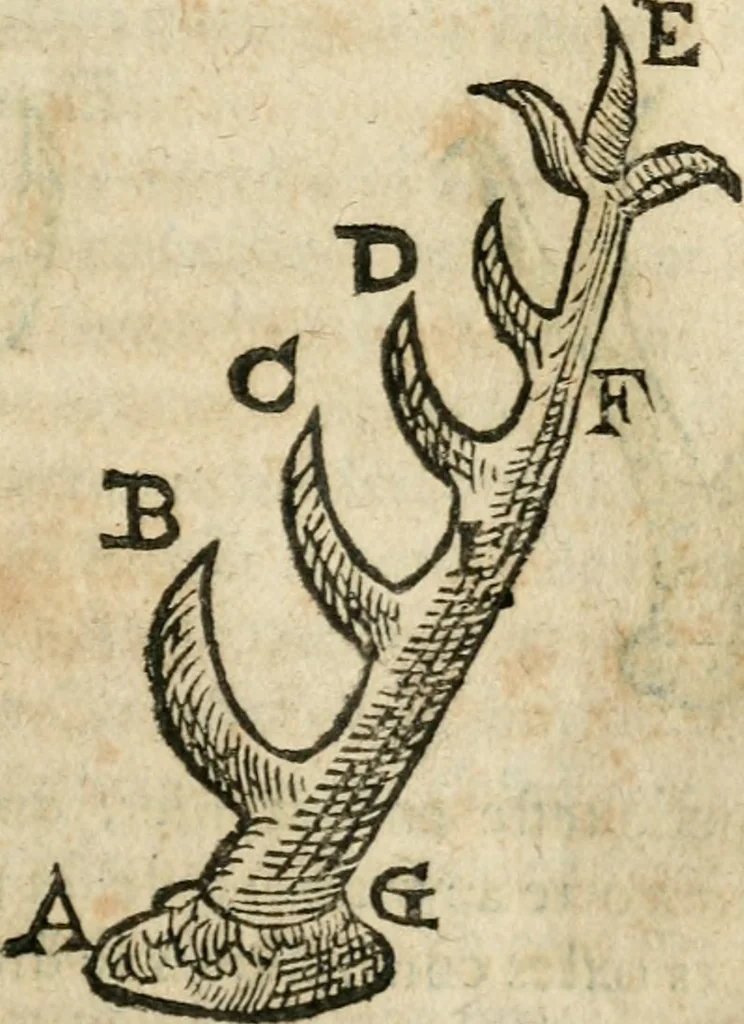 An illustration from Essay des merveilles de natvre et des plvs nobles actifices. Piece tres necessaire, à tous ceux qui font profession d'eloquence, 1636, leaf 28