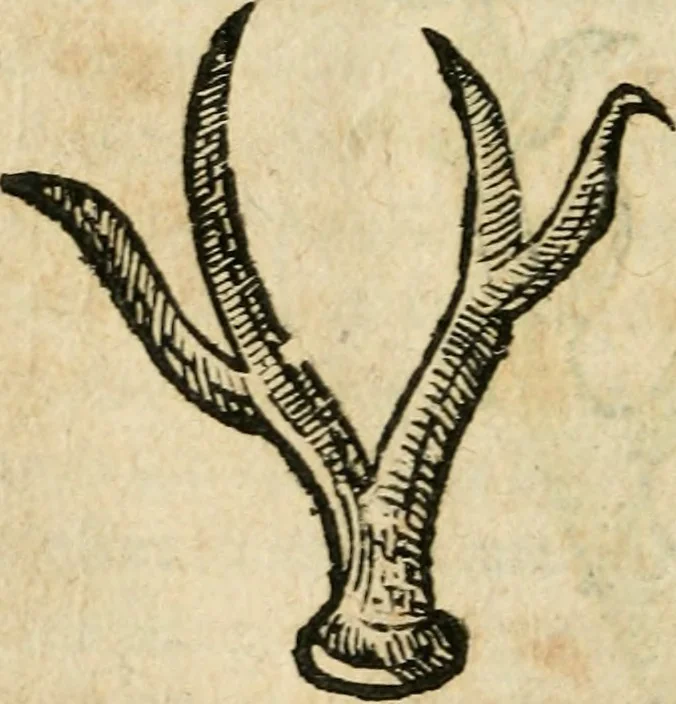 An illustration from Essay des merveilles de natvre et des plvs nobles actifices. Piece tres necessaire, à tous ceux qui font profession d'eloquence, 1636, leaf 29