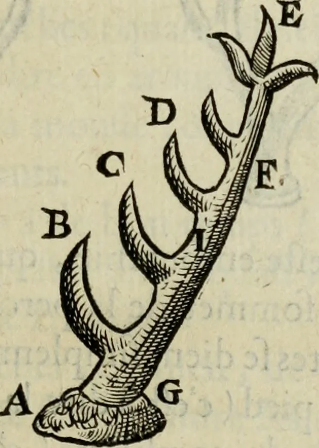 An illustration from Essay des merveilles de natvre, et des plvs nobles artifices. Piece tres-necessaire, à tous ceux qui font profession d'eloquence, 1625, leaf 28