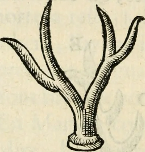 An illustration from Essay des merveilles de natvre, et des plvs nobles artifices. Piece tres-necessaire, à tous ceux qui font profession d'eloquence, 1625, leaf 29