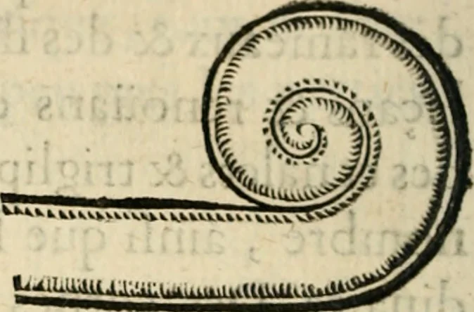 An illustration from Essay des merveilles de natvre, et des plvs nobles artifices. Piece tres-necessaire, à tous ceux qui font profession d'eloquence, 1625, leaf 439