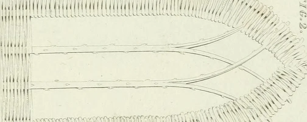 An illustration from Essay on the origin, history, and principles, of Gothic architecture, 1813, leaf 179
