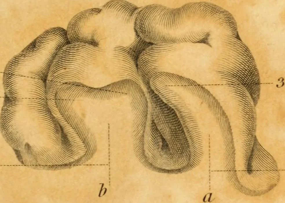 An illustration from Essays on phrenology : or an inquiry into the principles and utility of the system of Drs. Gall and Spurzheim, and into the objections made against it, 1822, leaf 199