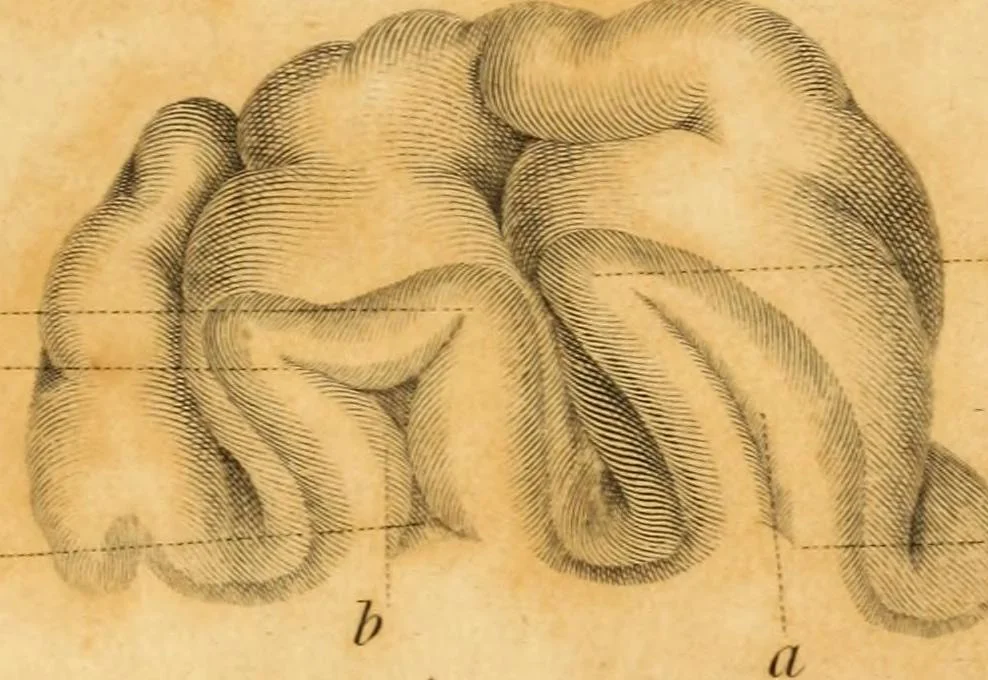 An illustration from Essays on phrenology : or an inquiry into the principles and utility of the system of Drs. Gall and Spurzheim, and into the objections made against it, 1822, leaf 199