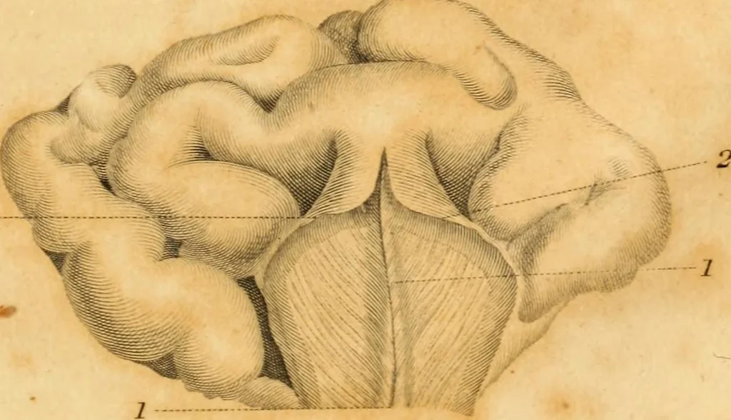An illustration from Essays on phrenology : or an inquiry into the principles and utility of the system of Drs. Gall and Spurzheim, and into the objections made against it, 1822, leaf 199
