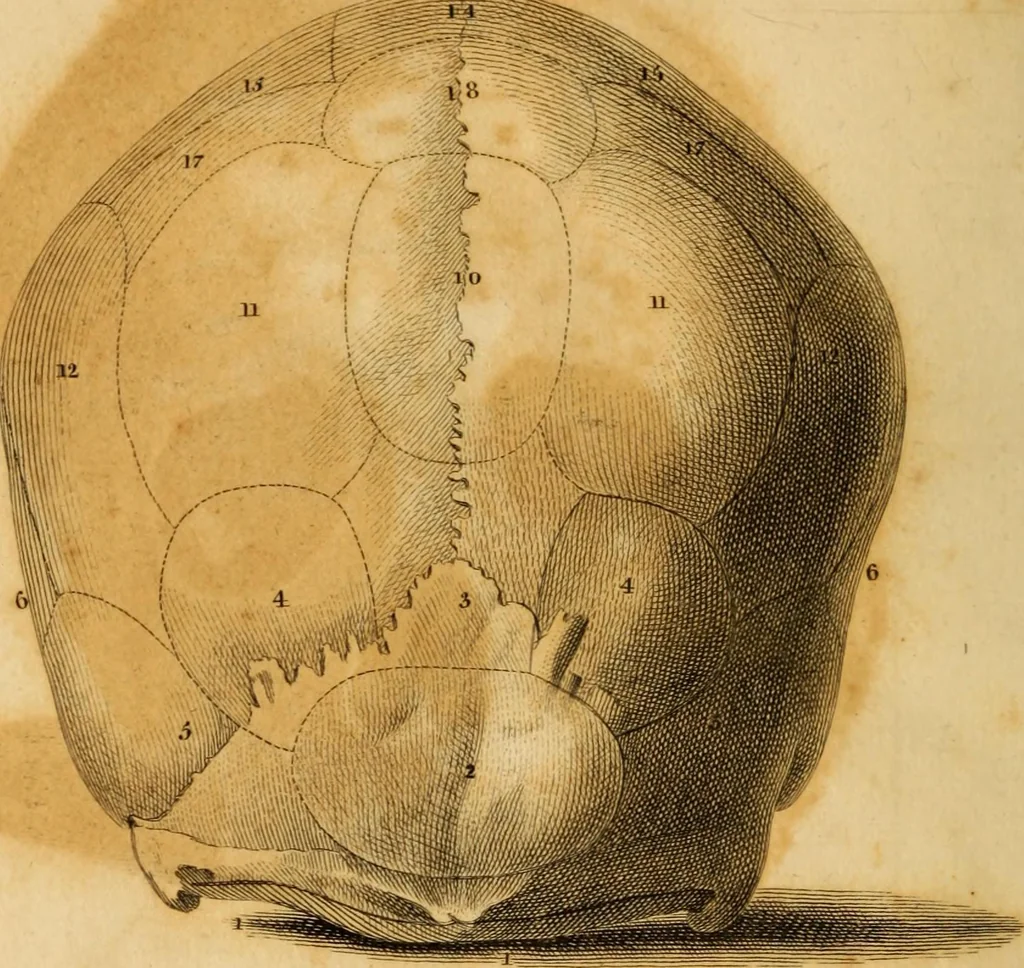 An illustration from Essays on phrenology : or an inquiry into the principles and utility of the system of Drs. Gall and Spurzheim, and into the objections made against it, 1822, leaf 486