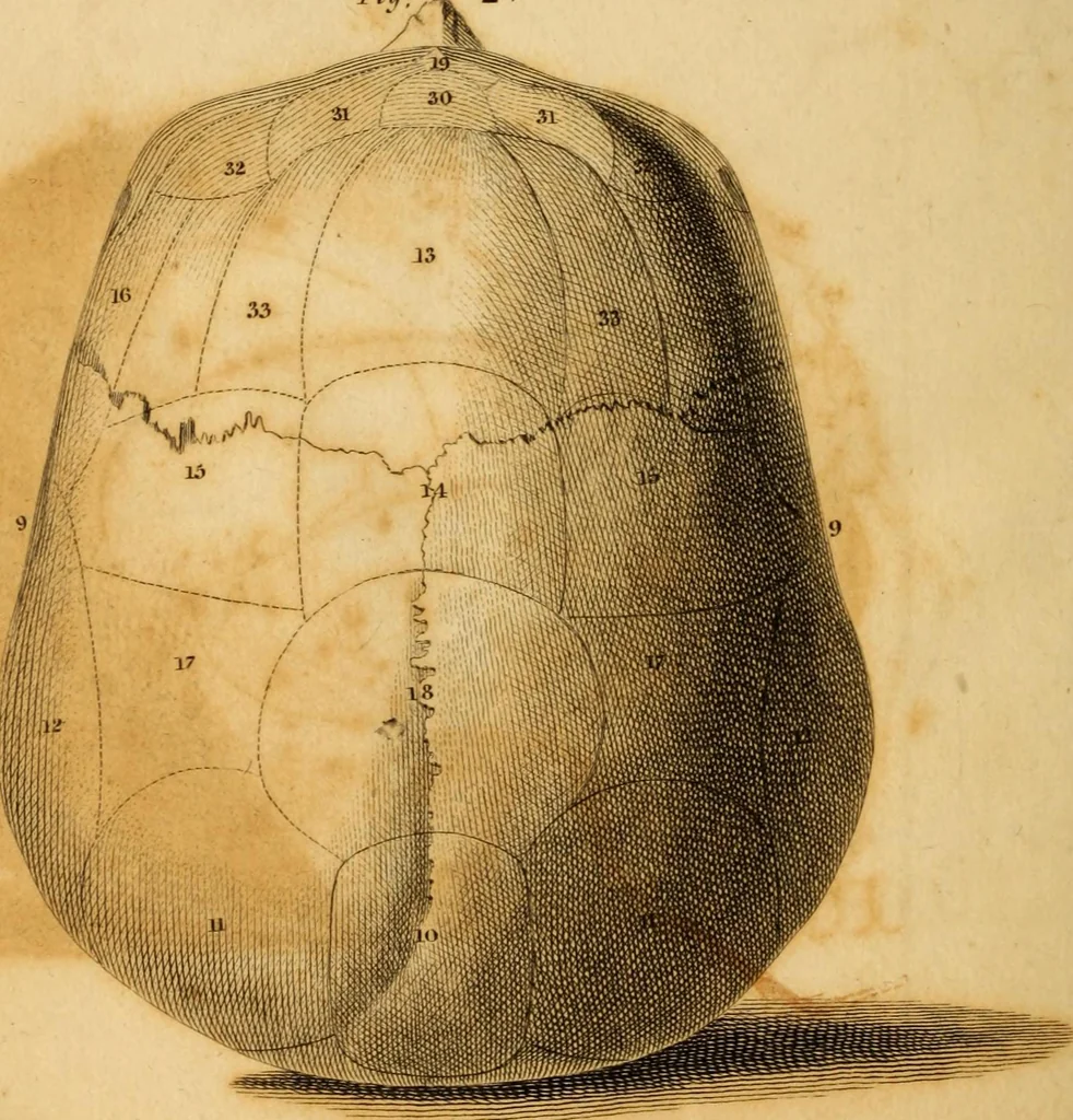 An illustration from Essays on phrenology : or an inquiry into the principles and utility of the system of Drs. Gall and Spurzheim, and into the objections made against it, 1822, leaf 486