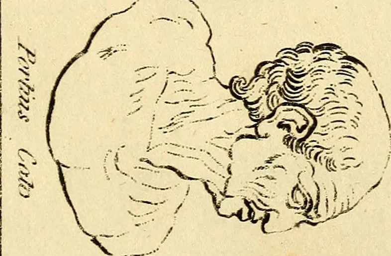 An illustration from Essays on physiognomy; calculated to extend the knowledge and the love of mankind, 1797, leaf 270