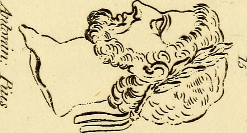 An illustration from Essays on physiognomy; calculated to extend the knowledge and the love of mankind, 1797, leaf 272