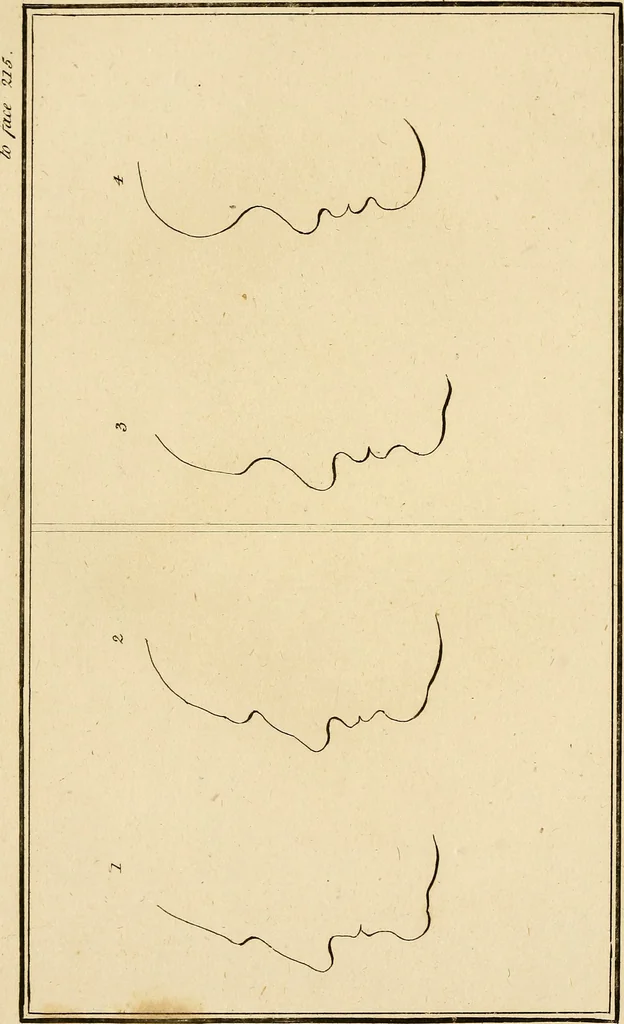 An illustration from Essays on physiognomy; calculated to extend the knowledge and the love of mankind, 1797, leaf 325