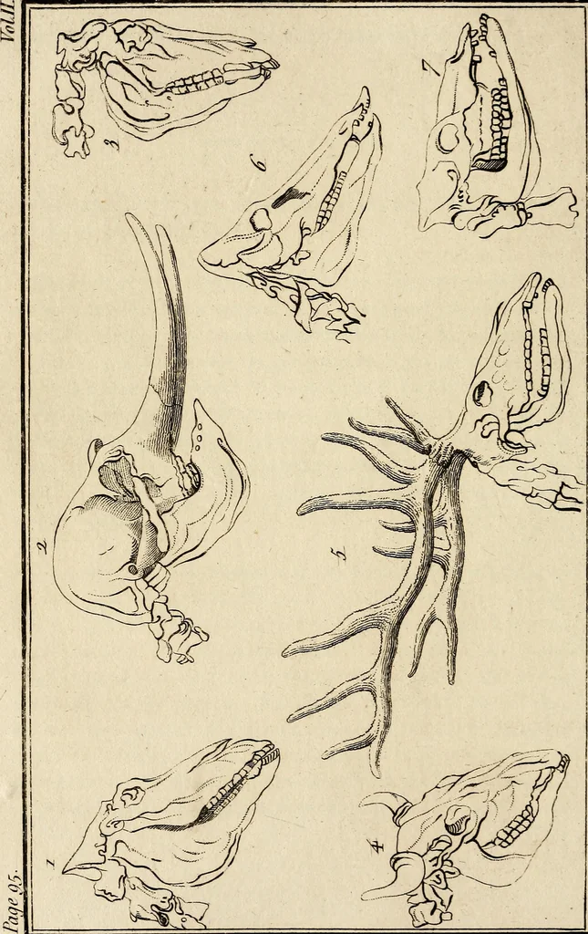 An illustration from Essays on physiognomy; calculated to extend the knowledge and the love of mankind, 1797, leaf 209
