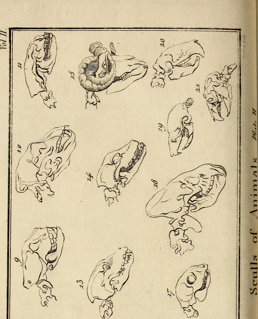 An illustration from Essays on physiognomy; calculated to extend the knowledge and the love of mankind, 1797, leaf 211