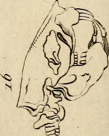 An illustration from Essays on physiognomy; calculated to extend the knowledge and the love of mankind, 1797, leaf 211