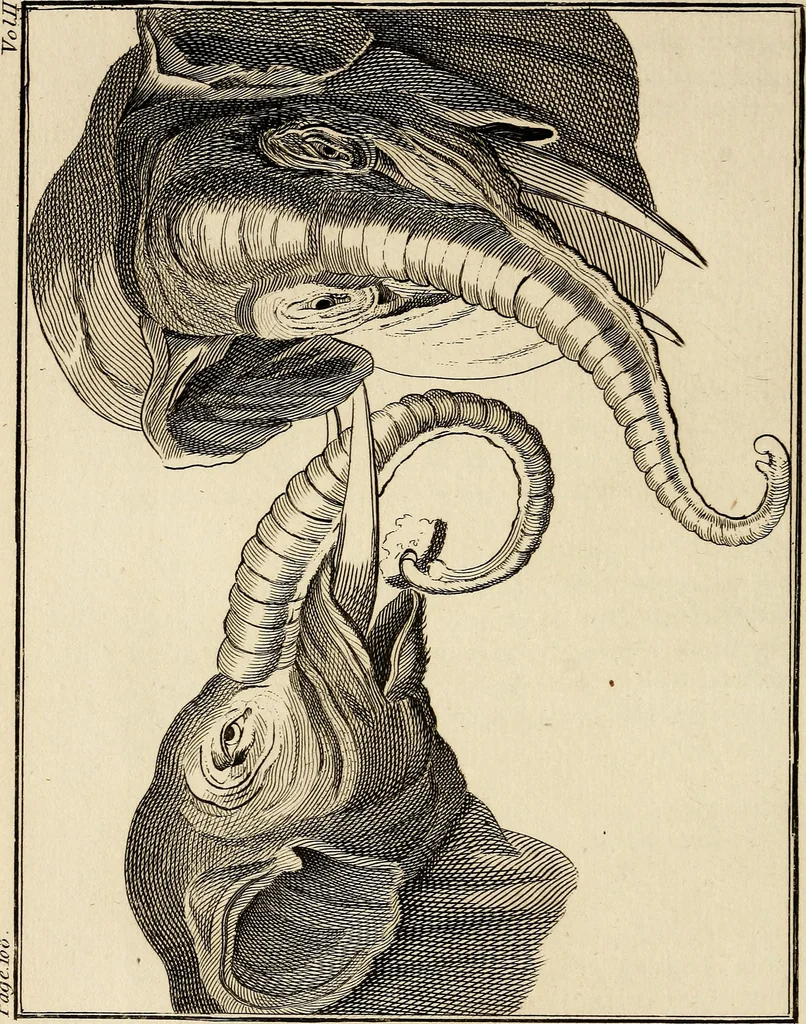 An illustration from Essays on physiognomy; calculated to extend the knowledge and the love of mankind, 1797, leaf 239