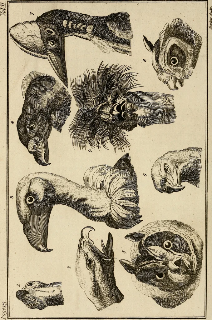 An illustration from Essays on physiognomy; calculated to extend the knowledge and the love of mankind, 1797, leaf 249