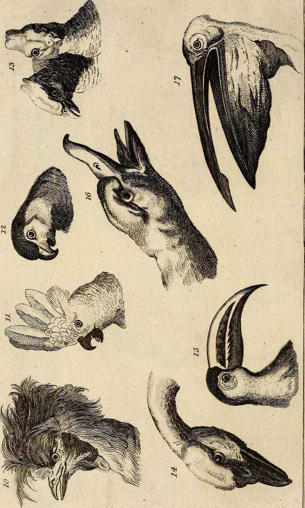 An illustration from Essays on physiognomy; calculated to extend the knowledge and the love of mankind, 1797, leaf 251