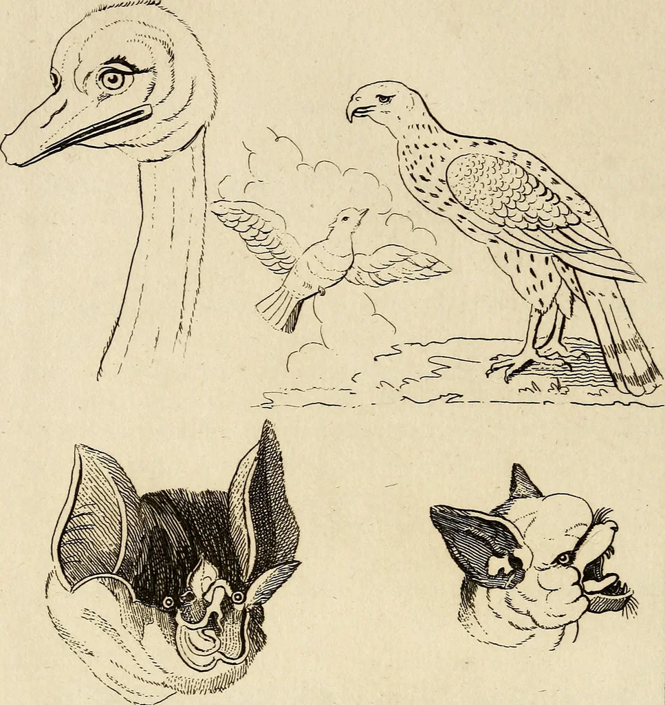 An illustration from Essays on physiognomy; calculated to extend the knowledge and the love of mankind, 1797, leaf 255