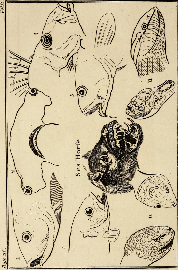 An illustration from Essays on physiognomy; calculated to extend the knowledge and the love of mankind, 1797, leaf 259