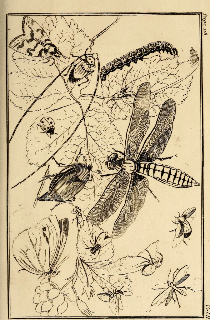 An illustration from Essays on physiognomy; calculated to extend the knowledge and the love of mankind, 1797, leaf 262