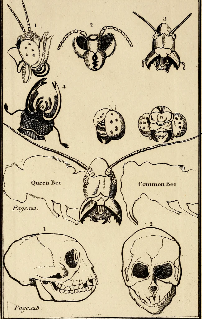 An illustration from Essays on physiognomy; calculated to extend the knowledge and the love of mankind, 1797, leaf 265