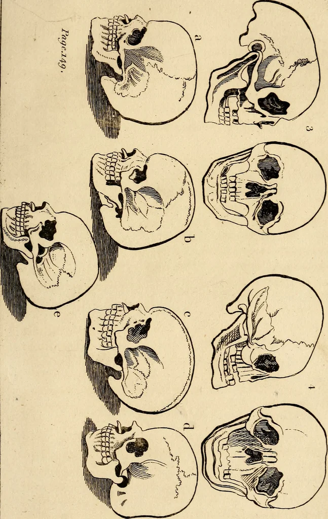 An illustration from Essays on physiognomy; calculated to extend the knowledge and the love of mankind, 1797, leaf 300