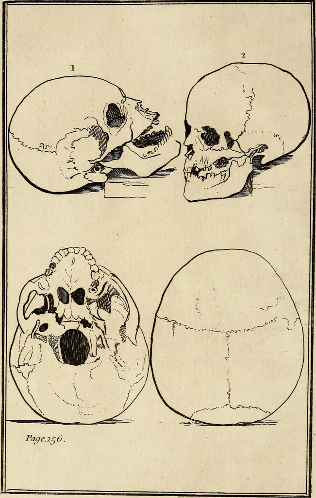 An illustration from Essays on physiognomy; calculated to extend the knowledge and the love of mankind, 1797, leaf 313