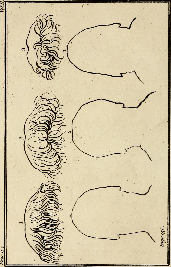 An illustration from Essays on physiognomy; calculated to extend the knowledge and the love of mankind, 1797, leaf 317