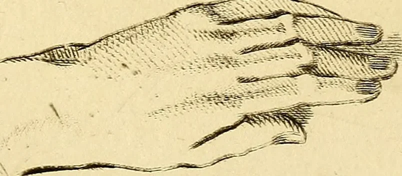 An illustration from Essays on physiognomy; calculated to extend the knowledge and the love of mankind, 1797, leaf 212