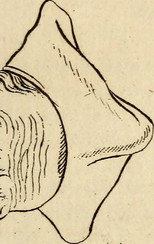 An illustration from Essays on physiognomy; calculated to extend the knowledge and the love of mankind, 1797, leaf 352