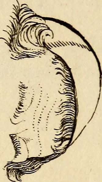 An illustration from Essays on physiognomy; calculated to extend the knowledge and the love of mankind, 1797, leaf 352