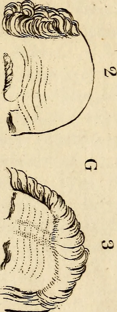 An illustration from Essays on physiognomy; calculated to extend the knowledge and the love of mankind, 1797, leaf 352