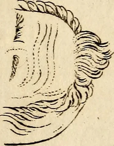 An illustration from Essays on physiognomy; calculated to extend the knowledge and the love of mankind, 1797, leaf 352