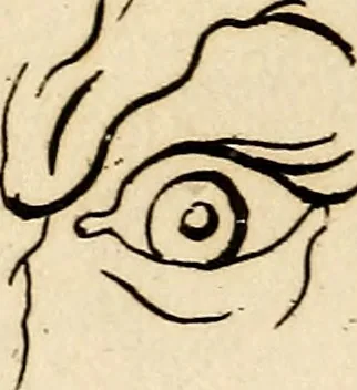 An illustration from Essays on physiognomy; calculated to extend the knowledge and the love of mankind, 1797, leaf 376
