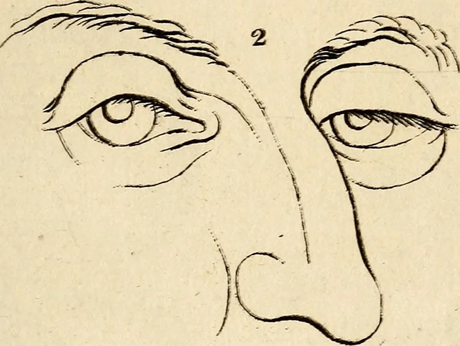 An illustration from Essays on physiognomy; calculated to extend the knowledge and the love of mankind, 1797, leaf 382