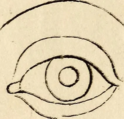 An illustration from Essays on physiognomy; calculated to extend the knowledge and the love of mankind, 1797, leaf 382