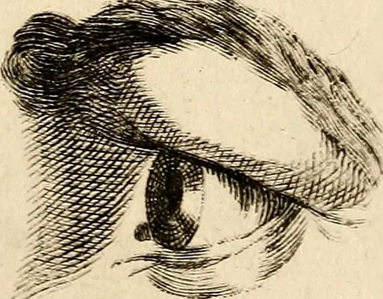 An illustration from Essays on physiognomy; calculated to extend the knowledge and the love of mankind, 1797, leaf 382